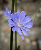 Cichorium intybus. Соцветие. Пермский край, г. Пермь, Ленинский р-н, станция Блочная, разнотравный луг. 18.06.2023.