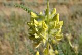 Astragalus vulpinus