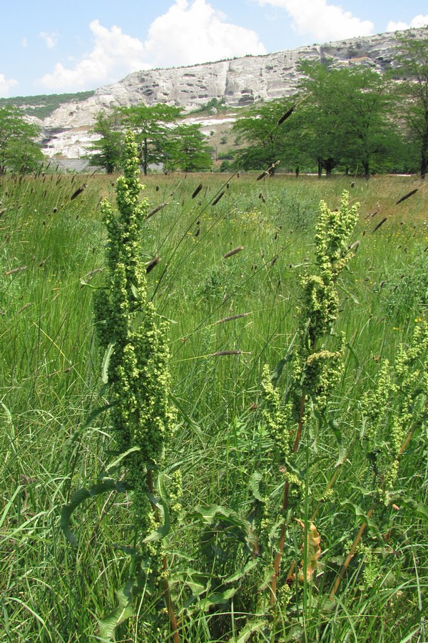 Изображение особи Rumex crispus.