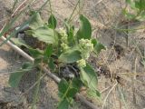 Aconogonon sericeum. Цветущее растение. Южный берег Байкала. 17.07.2011.