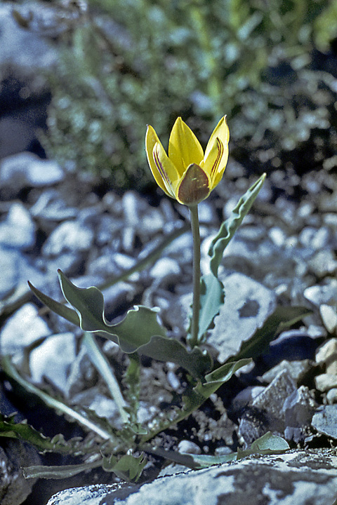 Изображение особи Tulipa dubia.