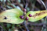 Maianthemum bifolium