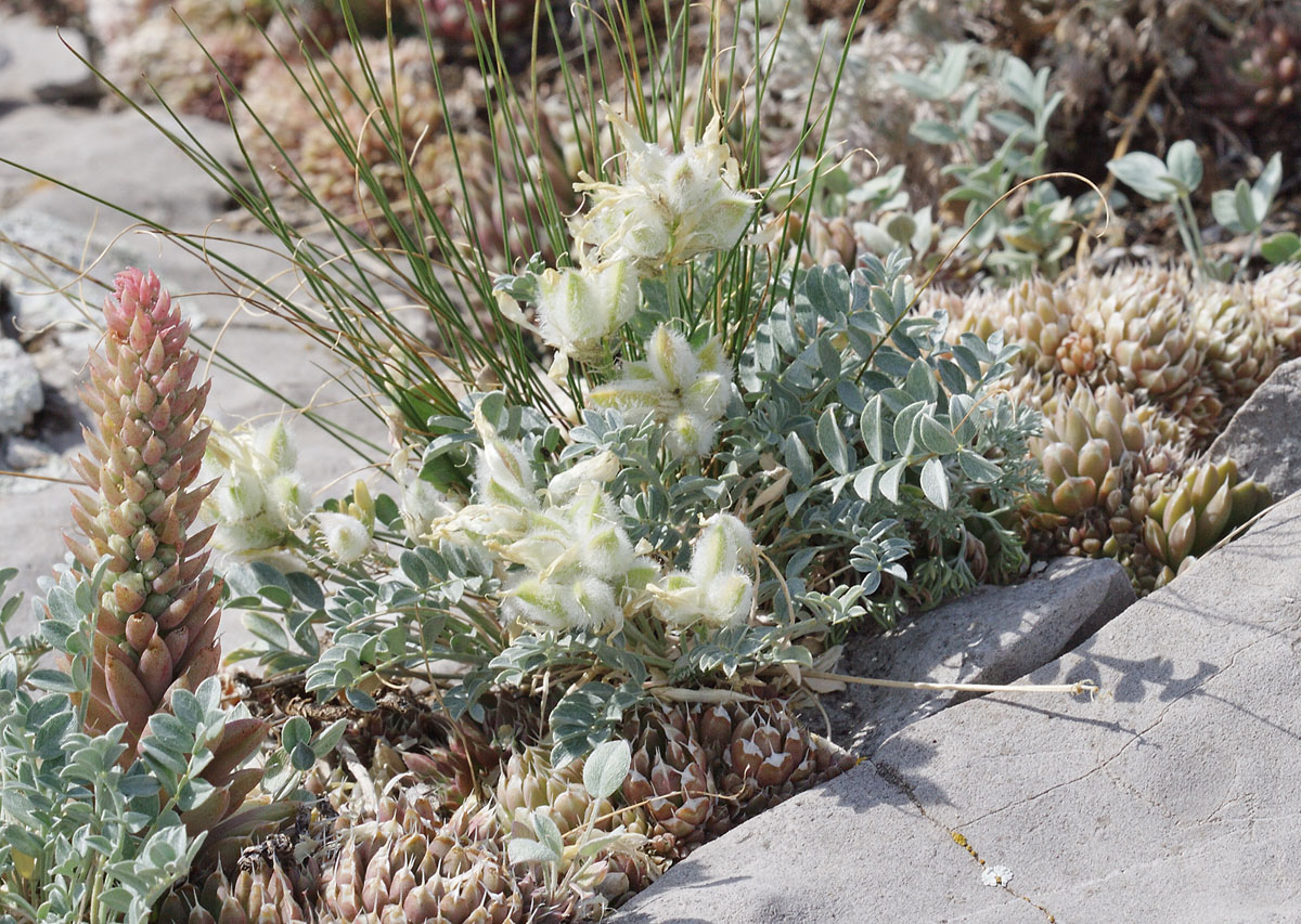 Изображение особи Astragalus helmii.