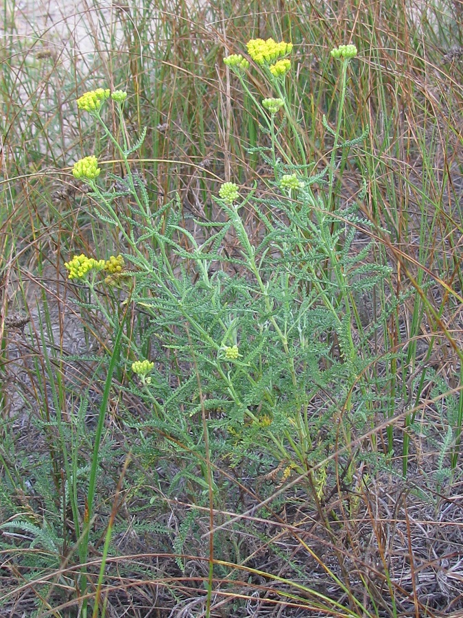 Image of Achillea micrantha specimen.