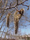 Populus tremula