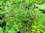 Salix aurita. Боковые ветки куста с обломанной верхушкой. Хорватия, Лика-Сень, Национальный парк «Плитвицкие озёра», сырой берег озера. 05.09.2012.