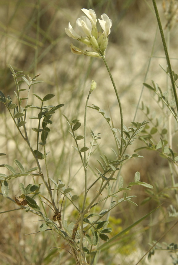 Изображение особи Astragalus glaucus.