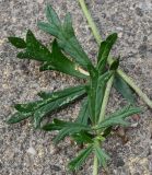 Potentilla argentea