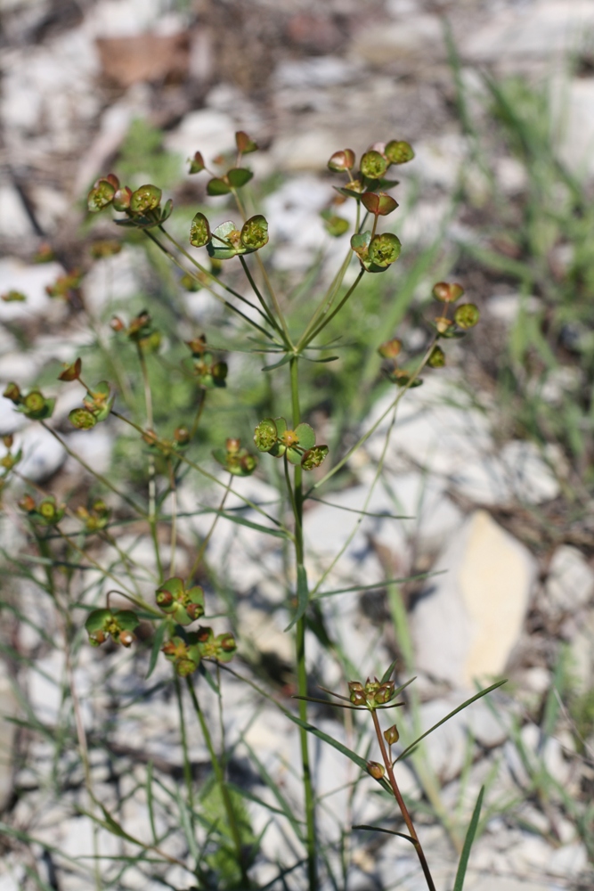 Изображение особи Euphorbia leptocaula.