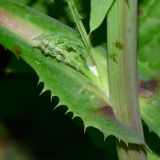 Sonchus oleraceus