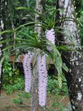 Rhynchostylis gigantea. Цветущие растения. Таиланд, национальный парк Си Пханг-нга. 19.06.2013.