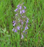 Campanula sibirica. Соцветие. Иркутская обл., Иркутский р-н, окр. с. Максимовщина, левый берег р. Иркут, луг. 13.07.2013.