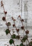 Parthenocissus tricuspidata. Молодые побеги. Словения, Любляна, городское озеленение. 08.05.2014.