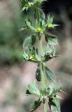 Sideritis montana