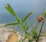 Stachys atherocalyx