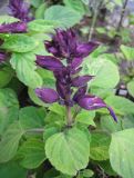 Salvia splendens. Цветущее растение (культивар с фиолетовыми цветками). С-Петербург, клумба в центре города. 26 сентября 2008 г.