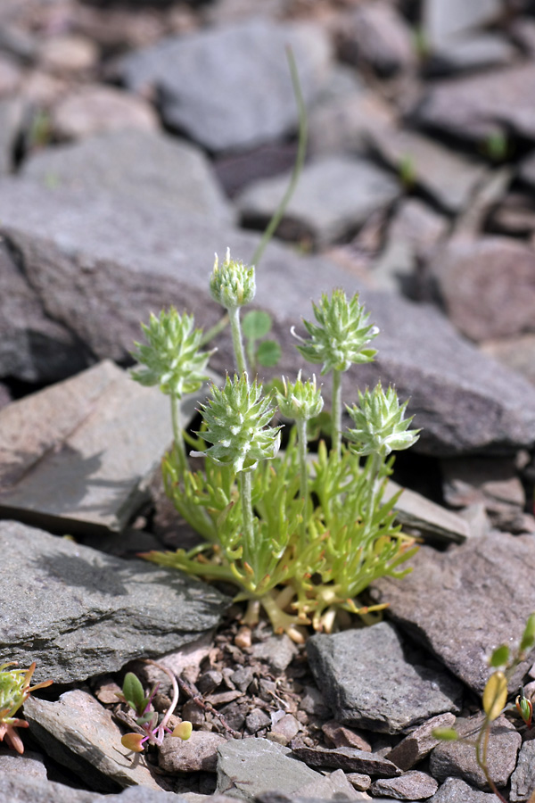 Изображение особи Ceratocephala orthoceras.