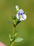 Veronica serpyllifolia