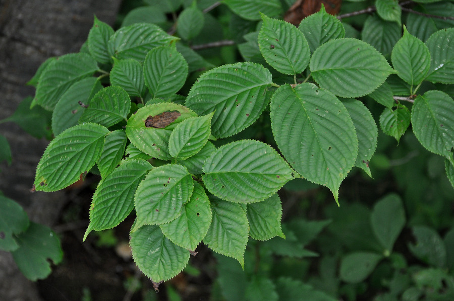 Изображение особи Cerasus sachalinensis.