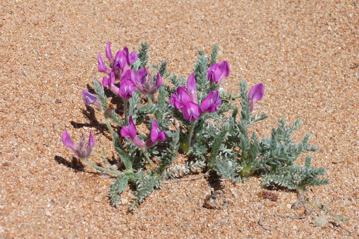 Изображение особи Oxytropis lanata.