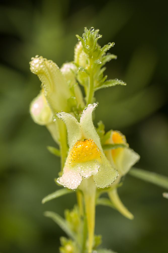 Изображение особи род Linaria.