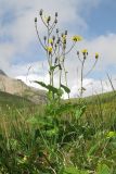 Crepis caucasica. Цветущее растение. Адыгея, Кавказский биосферный заповедник, Фишт-Оштенский массив, высокогорное плато на юго-восточном склоне горы, выс. ≈ 2200 м н.у.м., субальпийский луг среди камней. 13.08.2016.