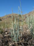 Ephedra intermedia