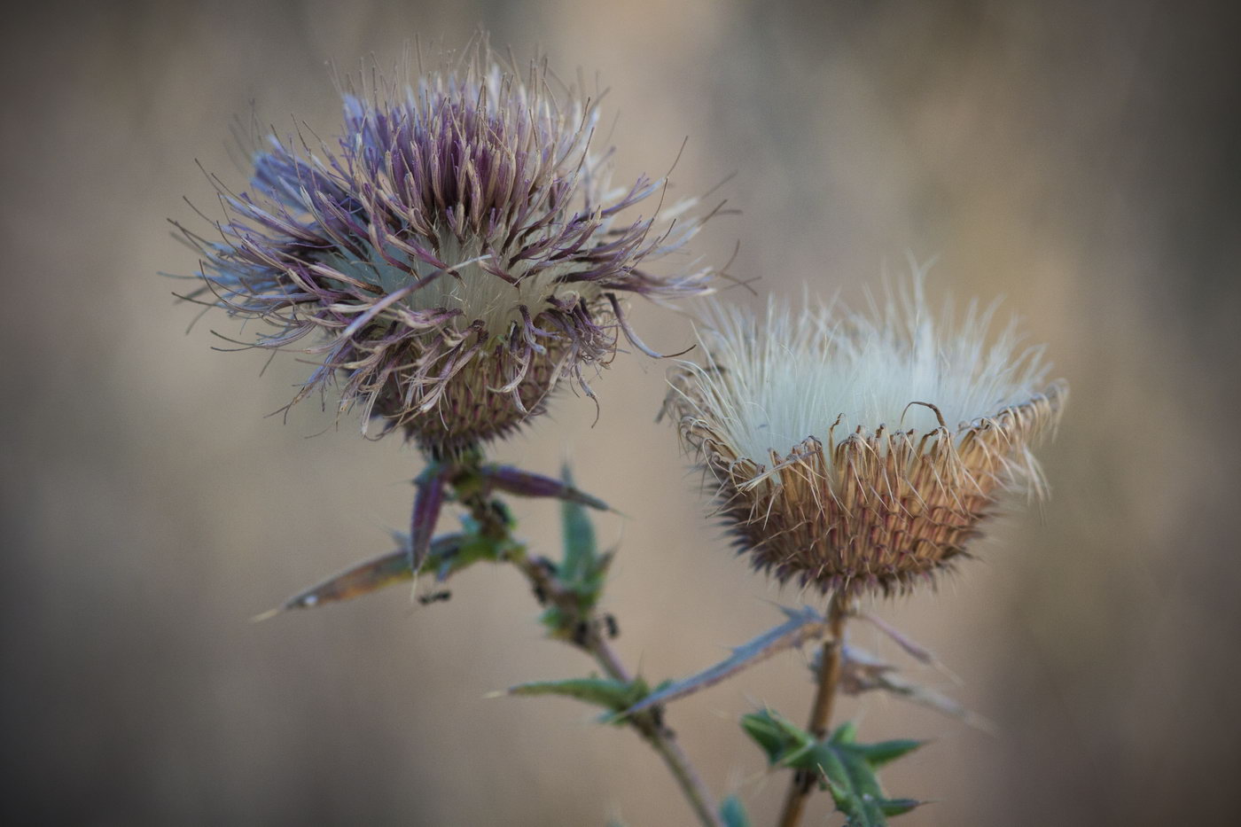 Изображение особи род Cirsium.