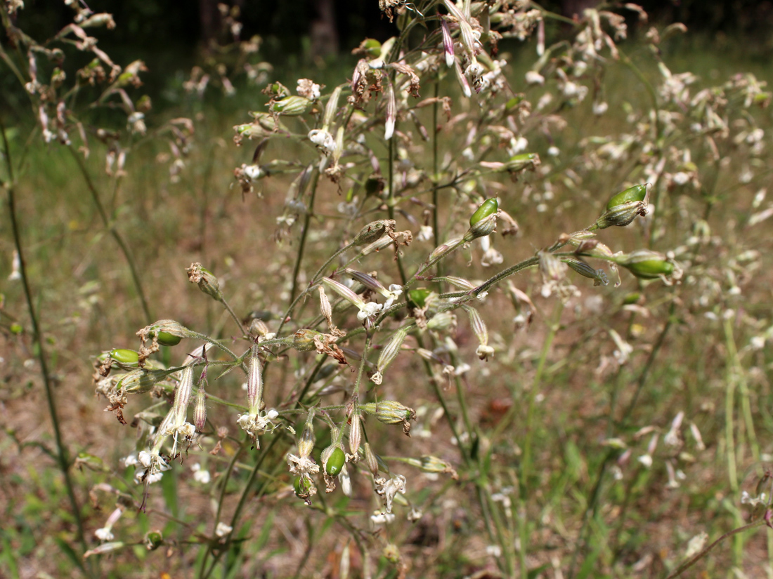 Image of Silene nutans specimen.