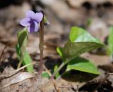 Viola palustris