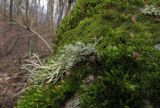 Ramalina farinacea. Слоевище среди мха. Краснодарский край, Абинский р-н, окр. станицы Шапсугская, склон горы Лысая, ≈ 500 м н.у.м., буково-грабово-дубовый лес, на стволе упавшего мёртвого дерева. 07.01.2018.