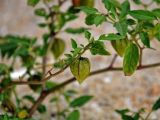 Physalis minima. Верхушка побега с плодом. Малайзия, о-в Пенанг, окр. г. Джорджтаун, песчаный пляж. 05.05.2017.