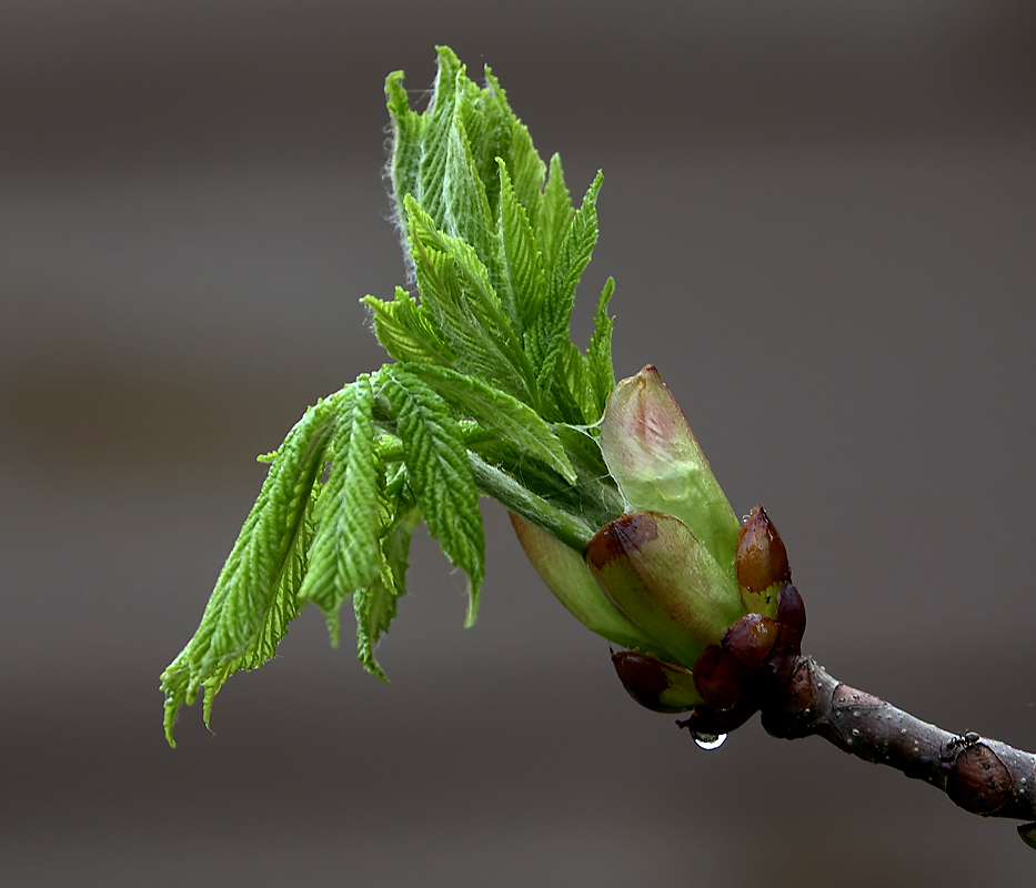 Изображение особи Aesculus hippocastanum.