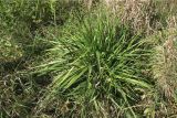 Festuca arundinacea