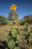 Helianthus tuberosus. Верхушка цветущего растения. Ростовская обл., Аксайский р-н, окр. хут. Александровка, обочина грунтовой дороги. 07.10.2018.