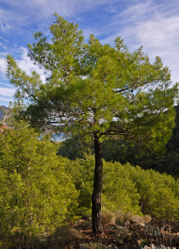 Изображение особи Pinus brutia.