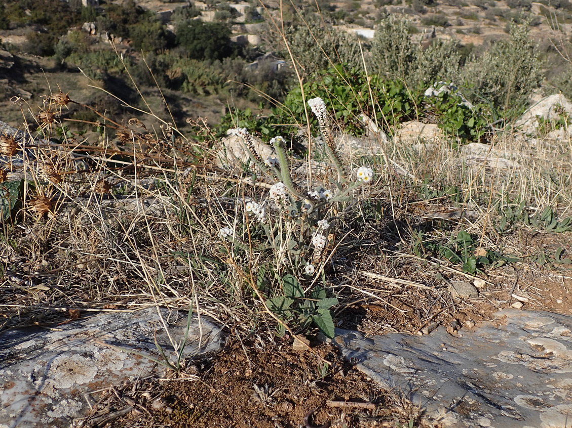 Изображение особи Heliotropium hirsutissimum.