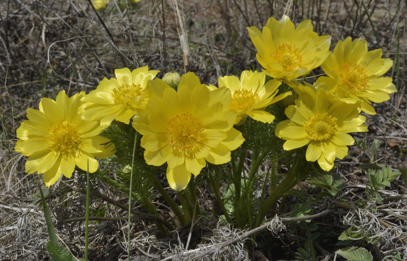 Изображение особи Adonis vernalis.