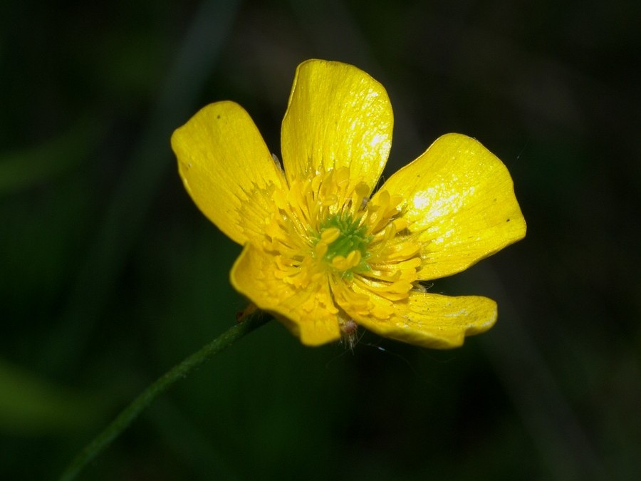 Изображение особи Ranunculus glabriusculus.