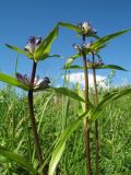 Gentiana macrophylla. Верхушки побегов с соцветиями. Казахстан, Западный Алтай, горы Таловка (Собачьи Горы) у пер. Седло в окр. с. Солдатово; разнотравный луг на пологом склоне юго-зап. экспозиции, ≈ 1200 м н.у.м. 28 июня 2019 г.