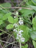 Pyrola rotundifolia. Верхушка цветущего растения. Калужская обл., Боровский р-н, окр. дер. Чёлохово, лесополоса между сенокосным лугом на старой залежи и полем, в 3 метрах от пруда, заболоченная местность. 6 июня 2020 г.