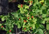 Lonicera tatarica. Верхушки ветвей с соплодиями. Челябинская обл., Кыштымский гор. округ, берег Каолинового карьера, опушка сосново-берёзового леса. 24.07.2020.