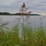 Phragmites australis. Верхушка плодоносящего растения. Ленинградская обл., Выборгский р-н, Финский залив. 30 августа 2008 г.