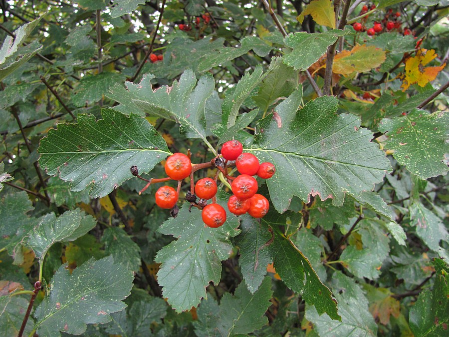 Изображение особи Sorbus tauricola.