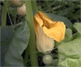 Cucurbita maxima