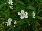 Cerastium pauciflorum. Цветки. Хабаровский край, Хабаровский р-н, 17 км Владивостокского шоссе, на склоне сопки между дач. 14.06.2015.