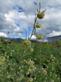 Artemisia jacutica