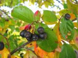 Cotoneaster lucidus. Ветка с плодами. Ивановская обл., г. Юрьевец, берег Горьковского водохранилища. 25.09.2009.