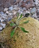 Hieracium alpinum