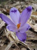 Crocus heuffelianus